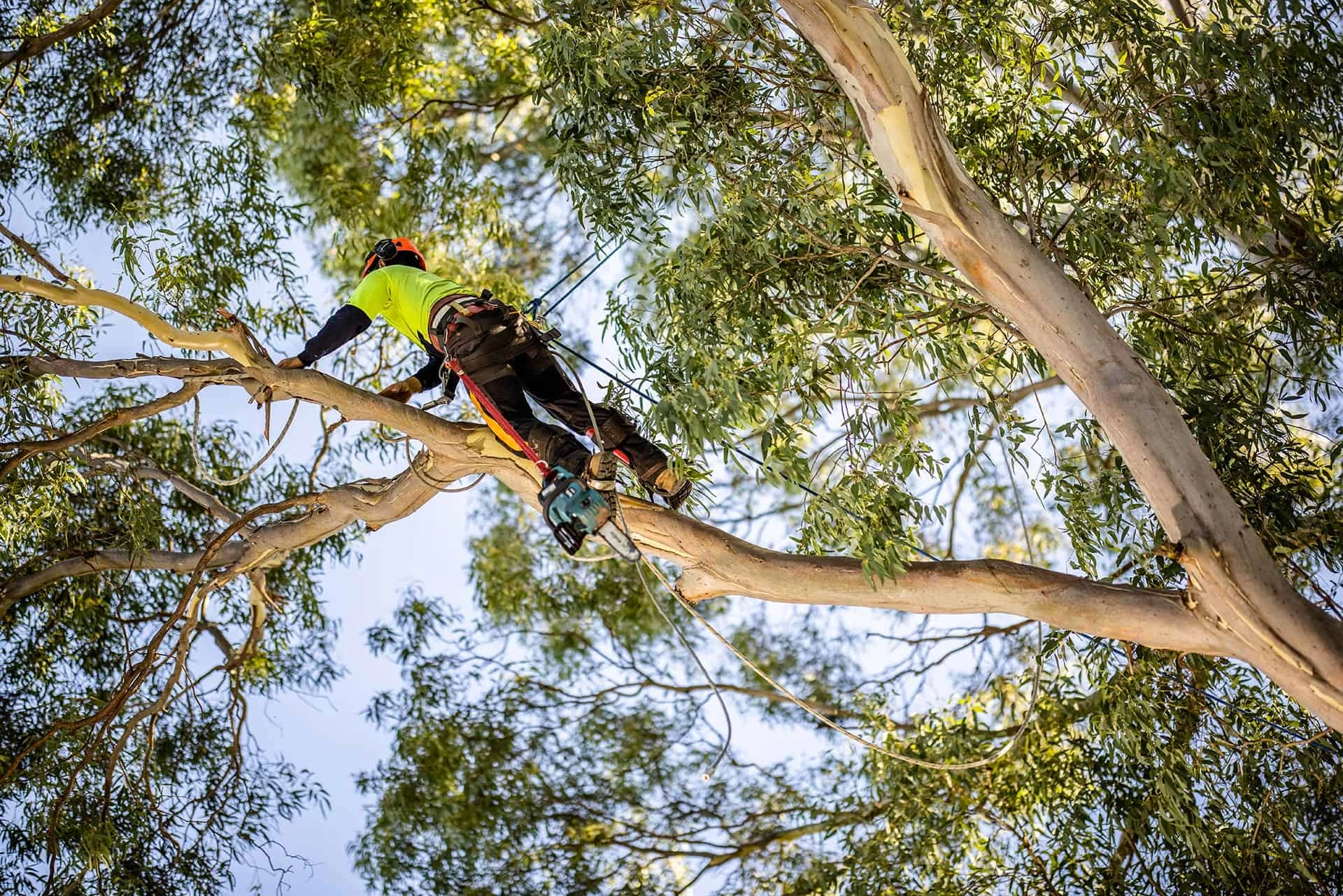tree-services-Goolwa